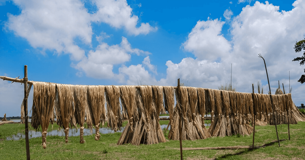 Bangladesh Jute