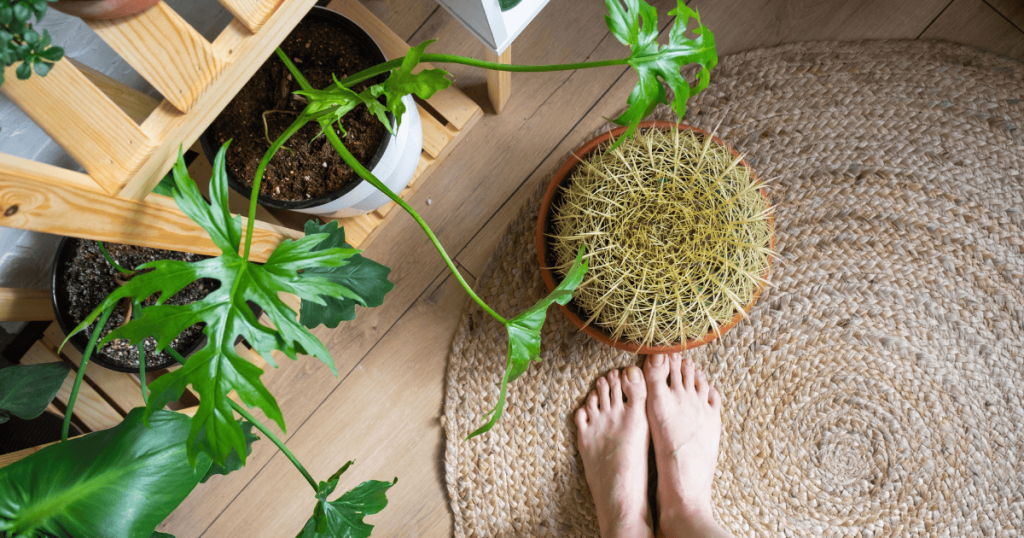 Jute Rugs